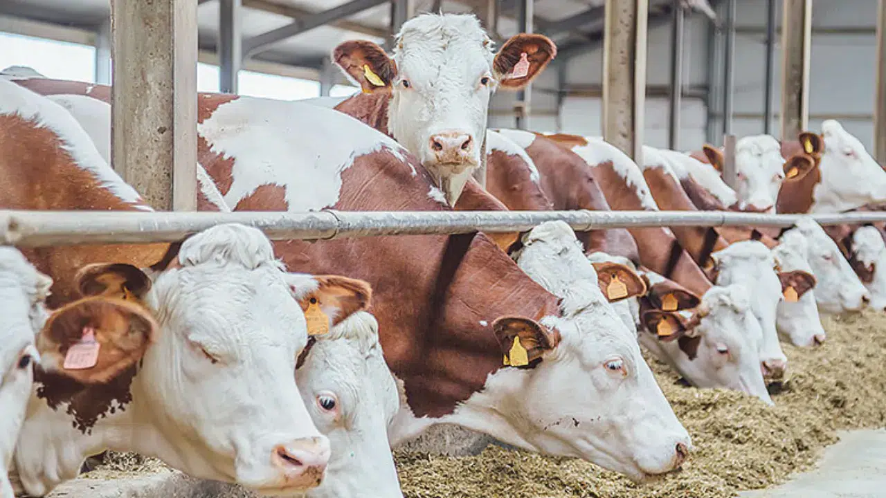 GKRY'de büyükbaş hayvanlarda görülen şap hastalığı yayılıyor