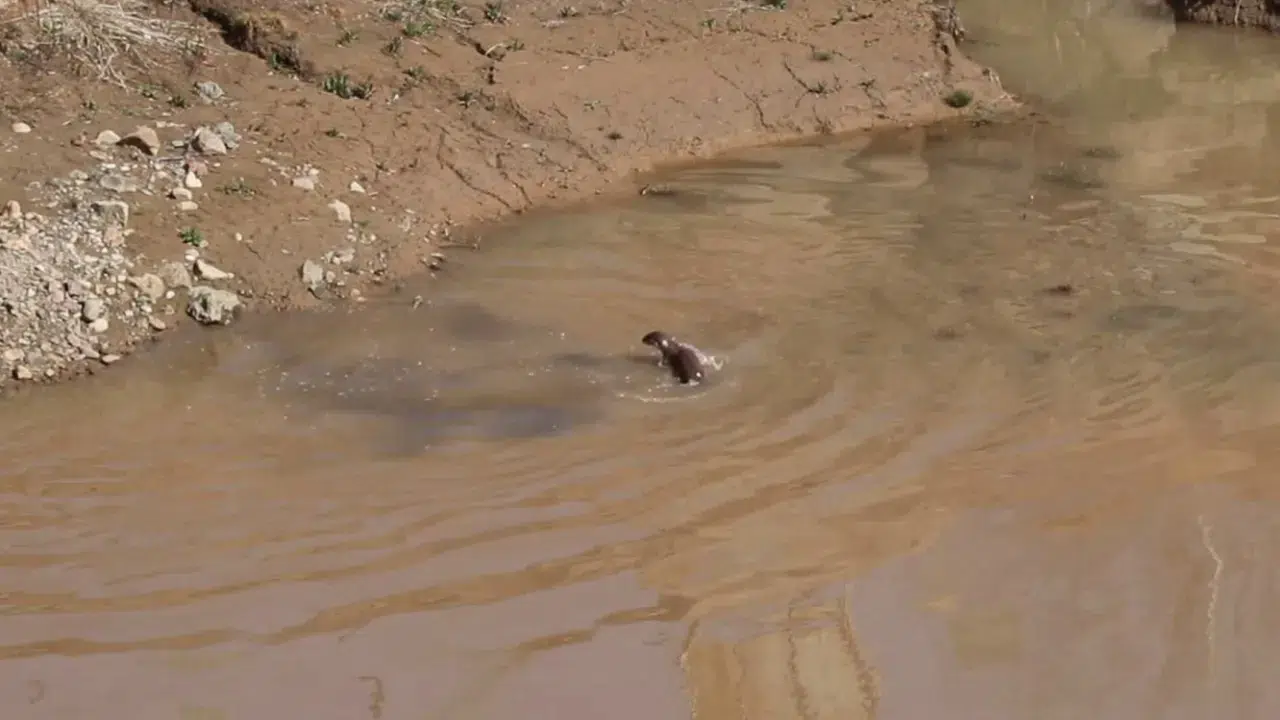 Erzurum'da nesli tehdit altında olan su samuru görüldü