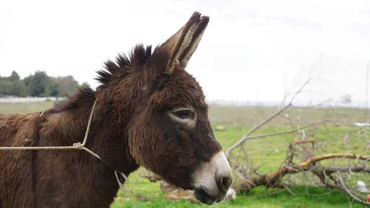 Kuşadası'nda çamurdan çıkarılan eşek Fıstık koruma…