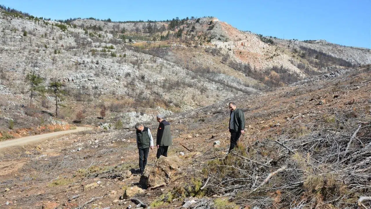 Silifke'deki yangın alanları iyileşmeye başladı