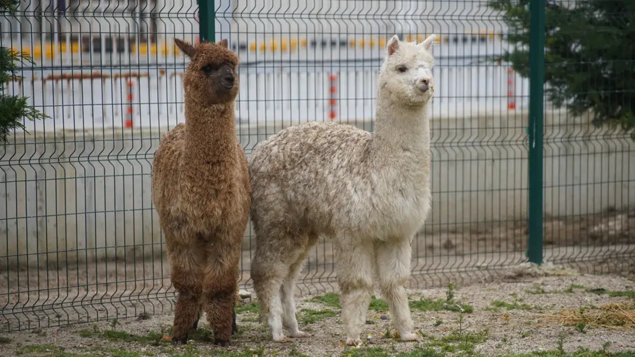 İpsala Sınır Kapısı’nda alpaka operasyonu : Minibüsten çok sayıda cins hayvan çıktı