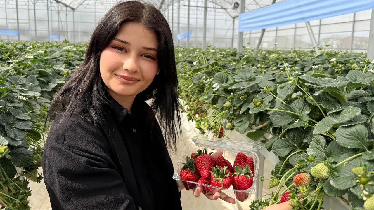 Mersin Tarsus'ta topraksız tarım : İlk çilek hasadı gerçekleştirildi