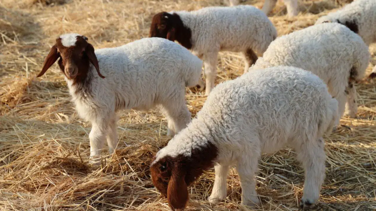 Van'da duvar çöktü : Kuzular altında kaldı