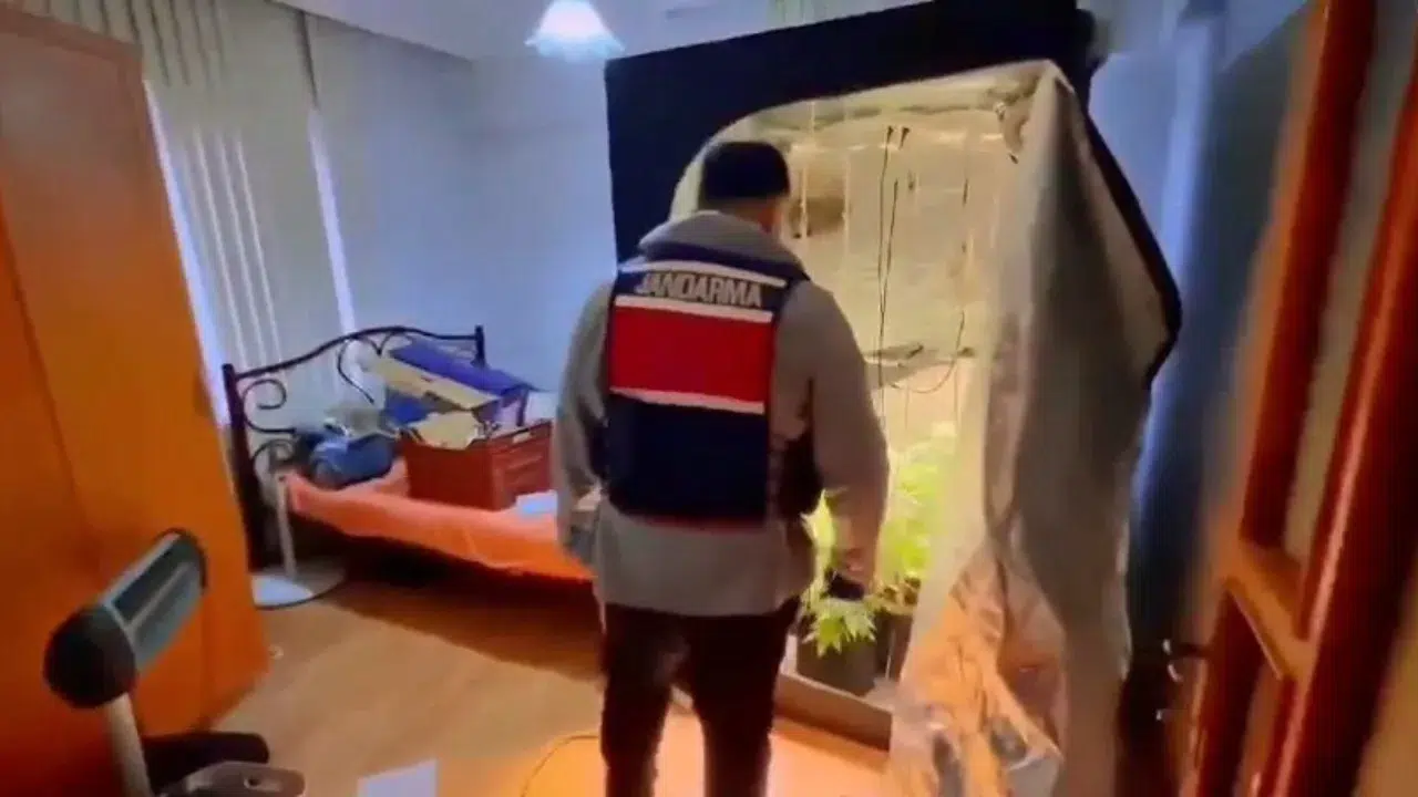 Yalova'da evinde kenevir yetiştiren şüpheli yakalandı