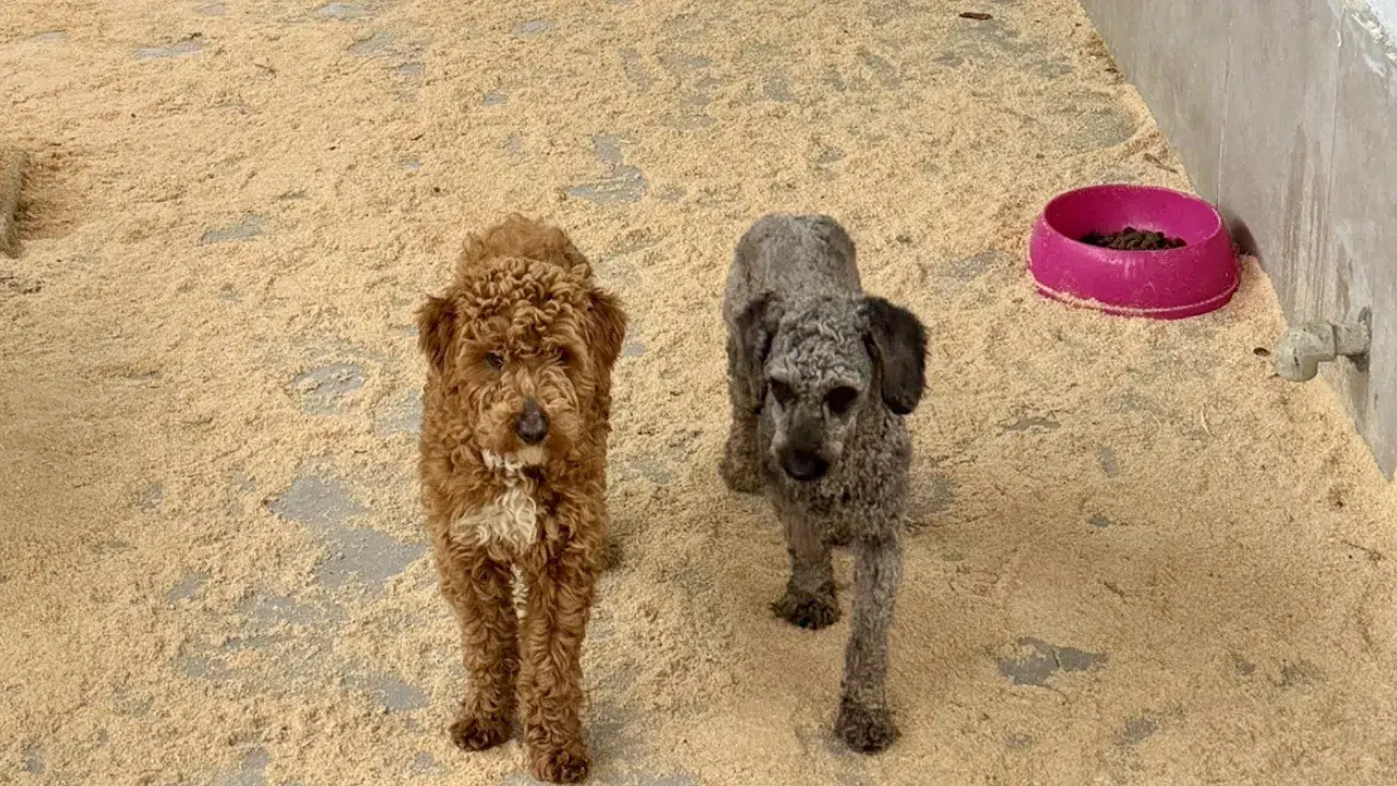 Edirne'de kaçak köpek üretimi yapan çiftlik sahibine rekor ceza