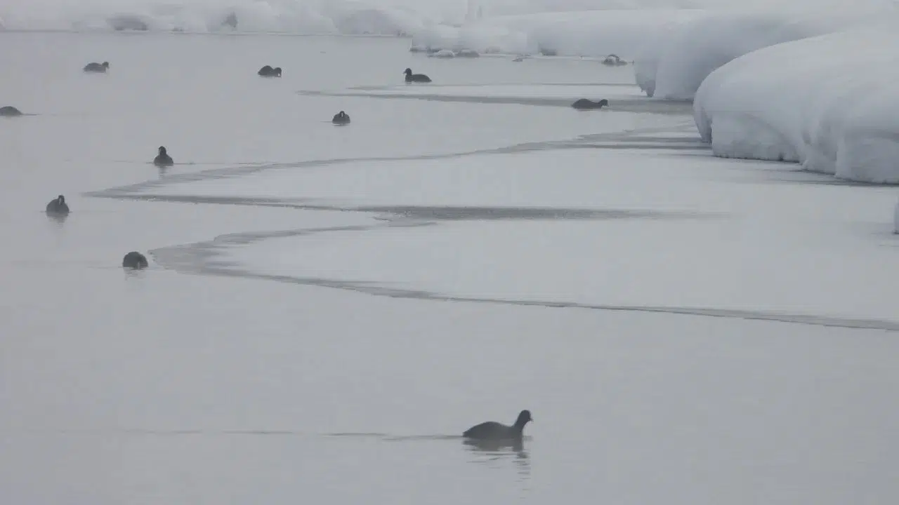Kaz Gölü’nden kartpostallık manzaralar : Çaldıran'da kuş cenneti