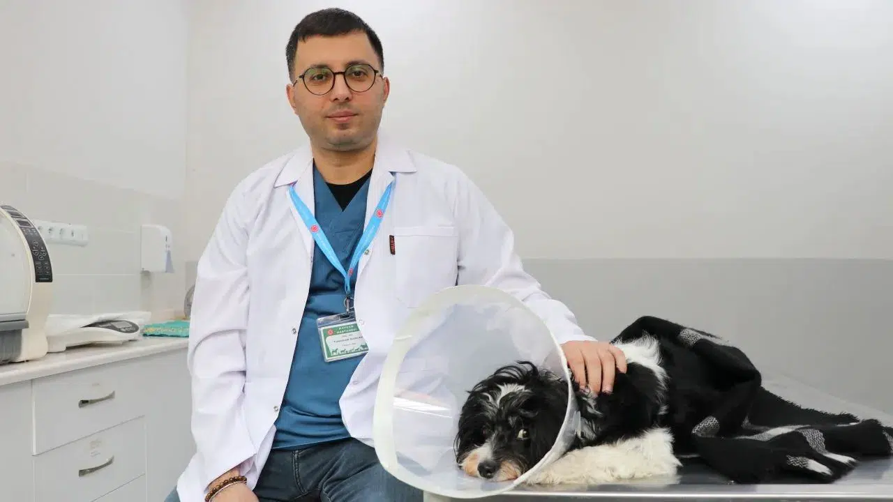 Sivas'ta bir köpeğin idrar kesesinden çıkanlar şaşkınlık yarattı