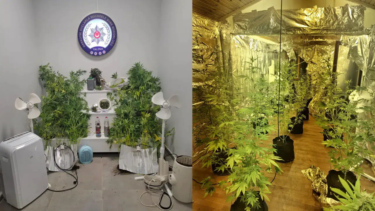 Yalova'da evinde uyuşturucu yetiştiren firari hükümlü yakalandı