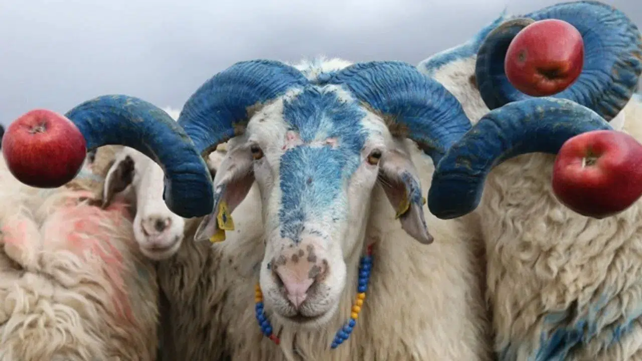 Bakanlıktan dev hayvancılık yatırımı : 1600 küçükbaş ve gebe düve alınacak