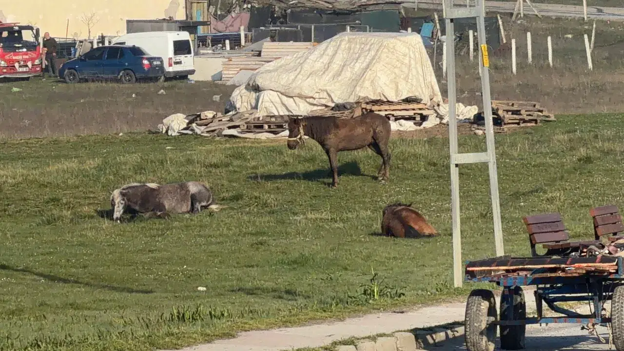 Arnavutköy’de başıboş at arabası otomobillere çarptı : İki araçta hasar oluştu