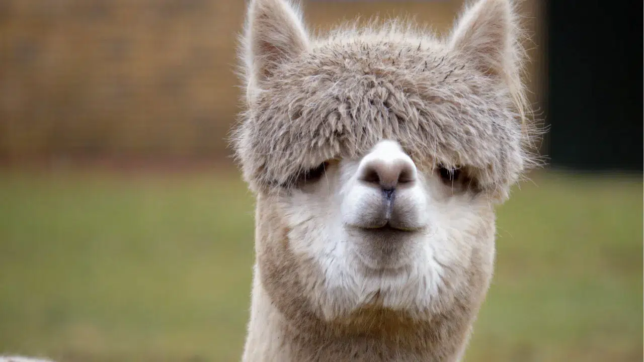 İpsala Sınır Kapısı’nda alpaka operasyonu : Minibüsten çok sayıda cins hayvan çıktı