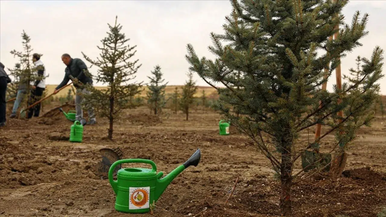 Ordu'da Orman Haftası'nda bin 500 fidan dikildi