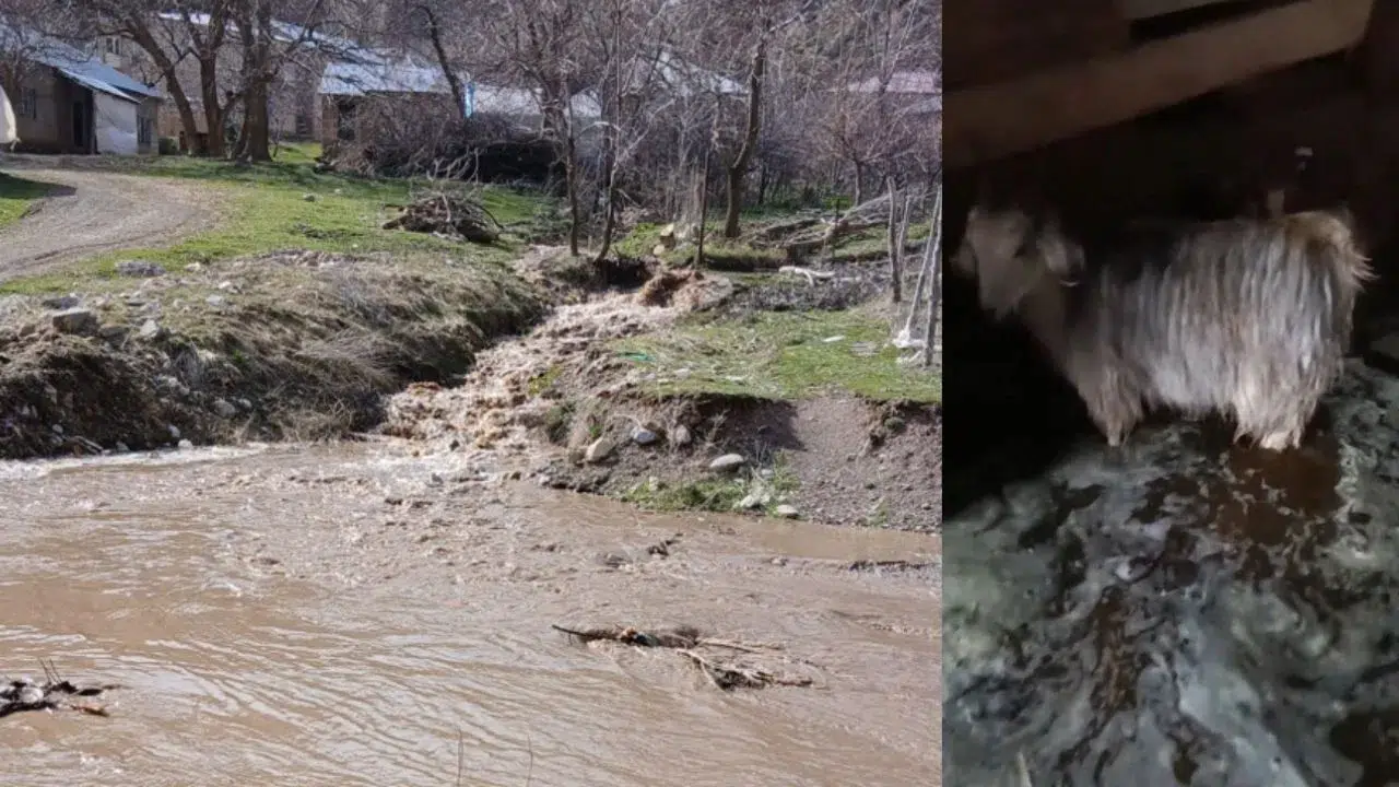 Hakkari Yüksekova'da ahırlara su bastı , hayvanlar güçlükle çıkarıldı