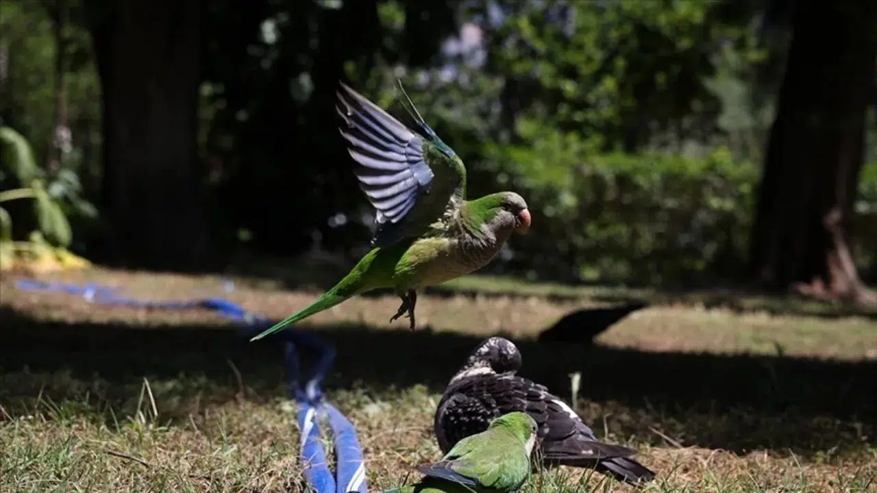 Denizli'de petshop baskını : Su kaplumbağası ve kaçak papağanlar ele geçirildi
