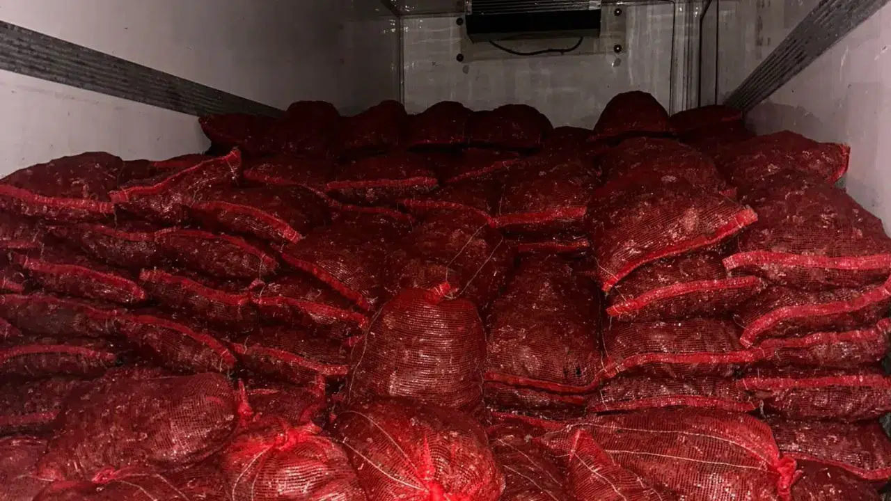 Bursa ve Balıkesir'de 10 ton kaçak midye ele geçirildi