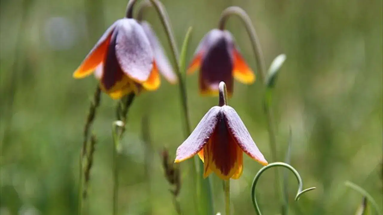 Bu çiçeklere dokunmanın bedeli bir servet ! Koparmanın cezası 700 bin lira