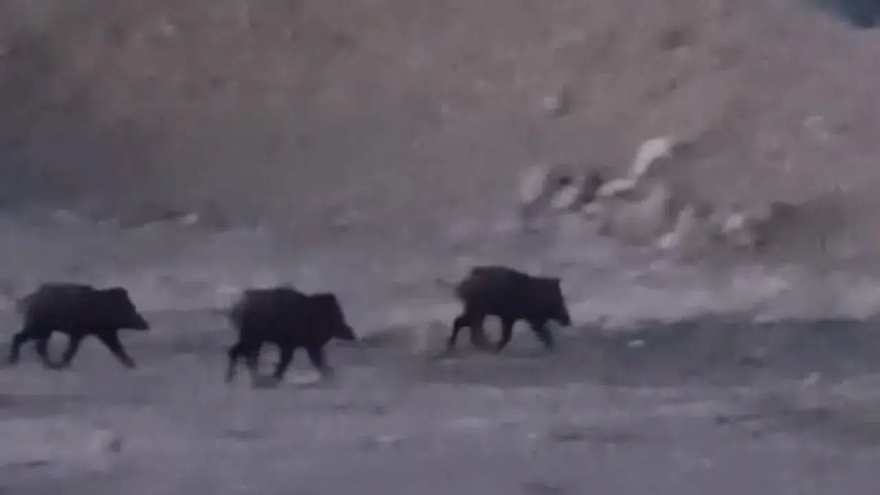Hakkari Yüksekova'da çok sayıda yaban domuzu görüldü