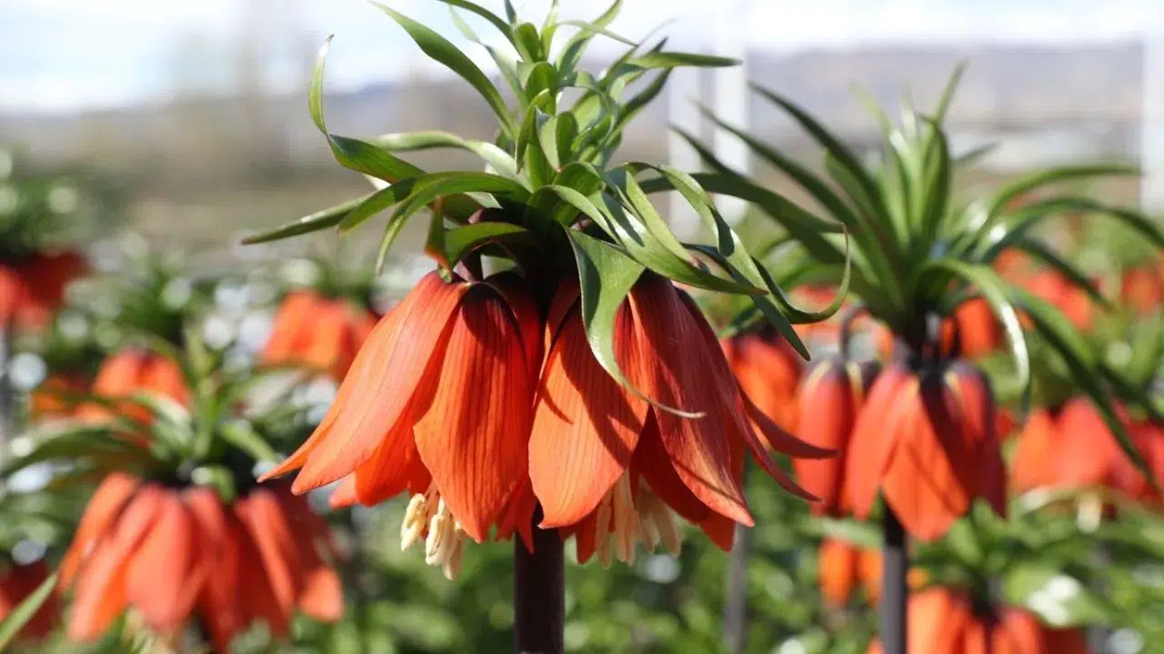 Türkiye'nin tek ters lale koleksiyon bahçesi Erzincan'da meraklılarını bekliyor