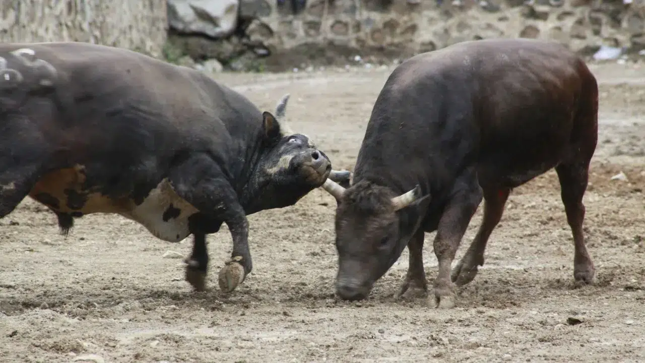 Artvin'de 31. Boğa Güreşi sezonu başladı : 104 boğa arenada
