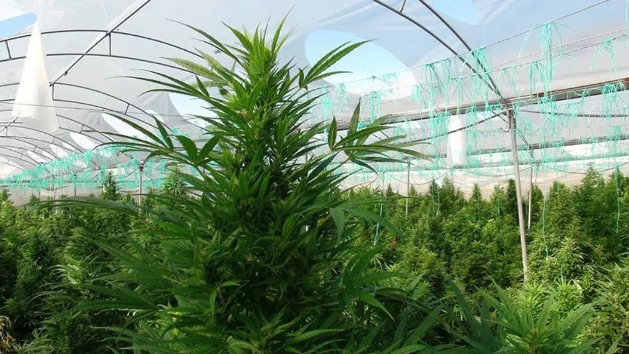 Antalya'da sera görünümlü uyuşturucu yuvası operasyonu : Uyuşturucu ve kök bitki ele geçirildi