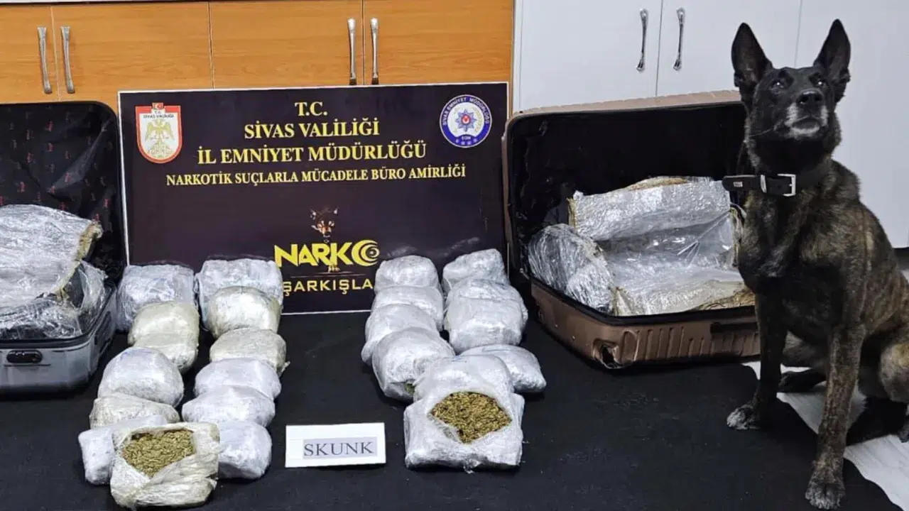 Sivas'ta uyuşturucu operasyonu : 12 kilo skunk ele geçirildi