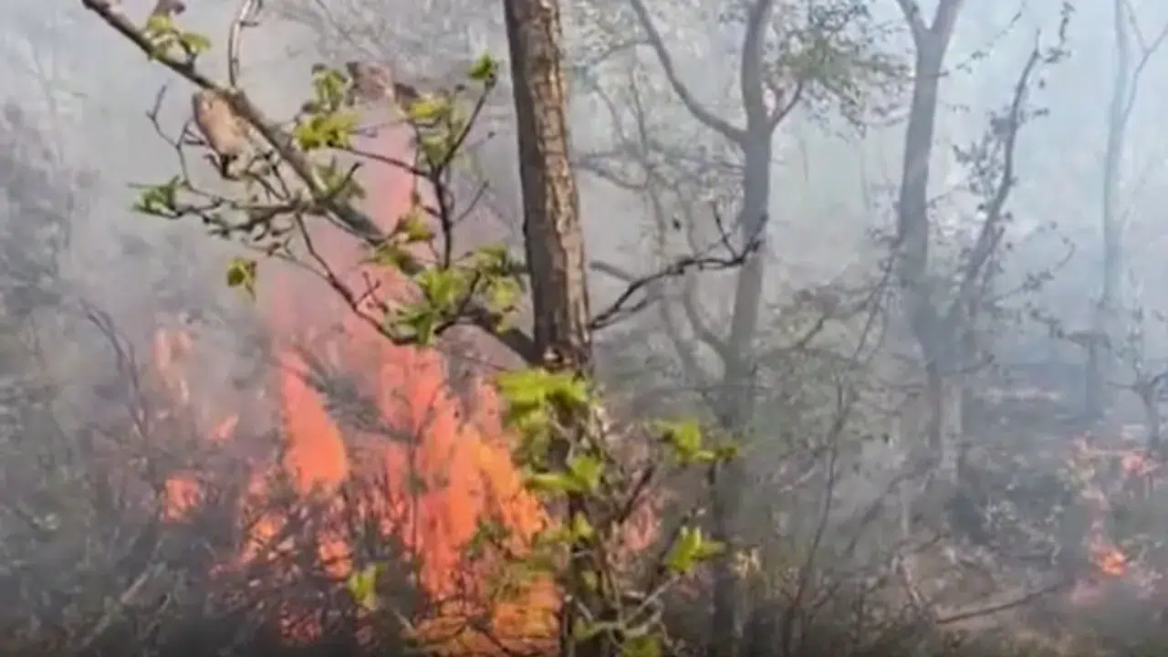 Çatalca'da ormanlık alandaki yangın söndürüldü