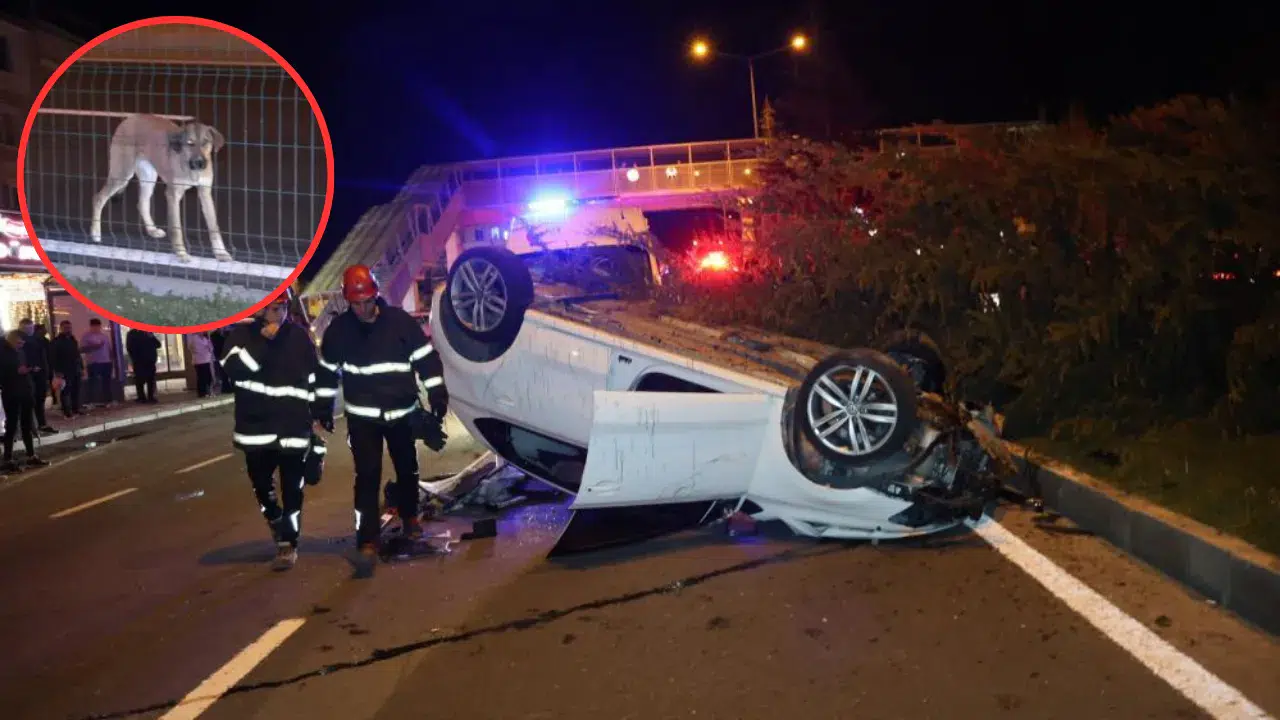 Nevşehir'de feci kaza : Köpeğe çarpmamak isterken takla attı