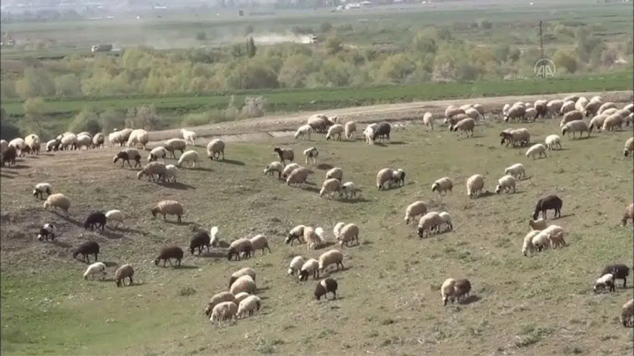 Bitlis'te hayvanlarını otlatırken yüksekten düşen yaşlı adam öldü
