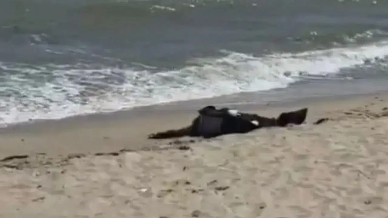 Karaburun Sahili'nde bulunan cesedin kimliği 40 gün sonra belli oldu