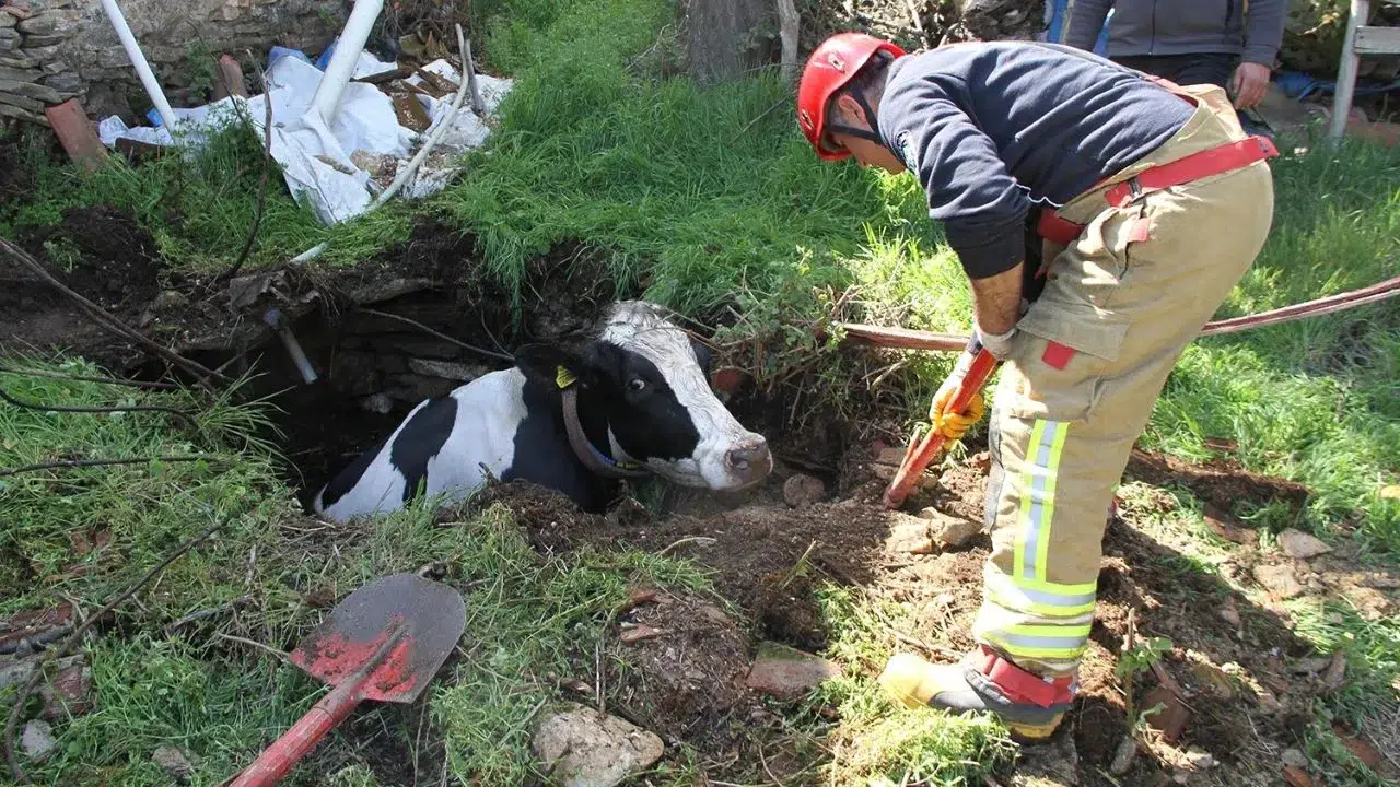 Manisa'da kuyuya düşen 7 aylık gebe inek için ekipler seferber oldu