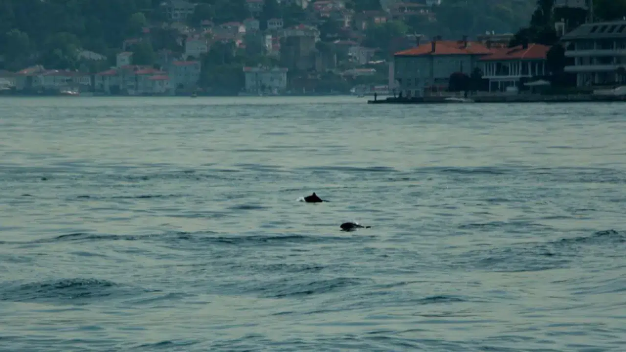 İstanbul Boğazı'nda yunuslar görülmeye başladı