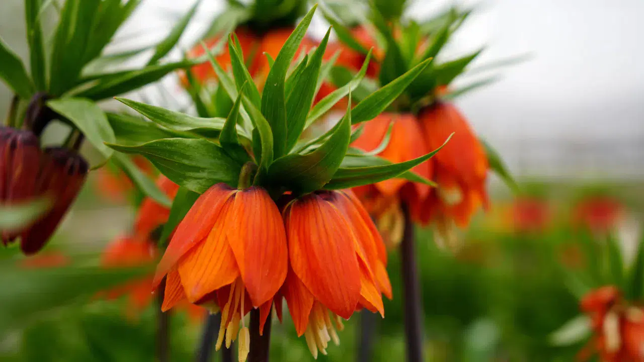 Erzincan'da ters laleler açtı : Koparmanın cezası 700 bin TL