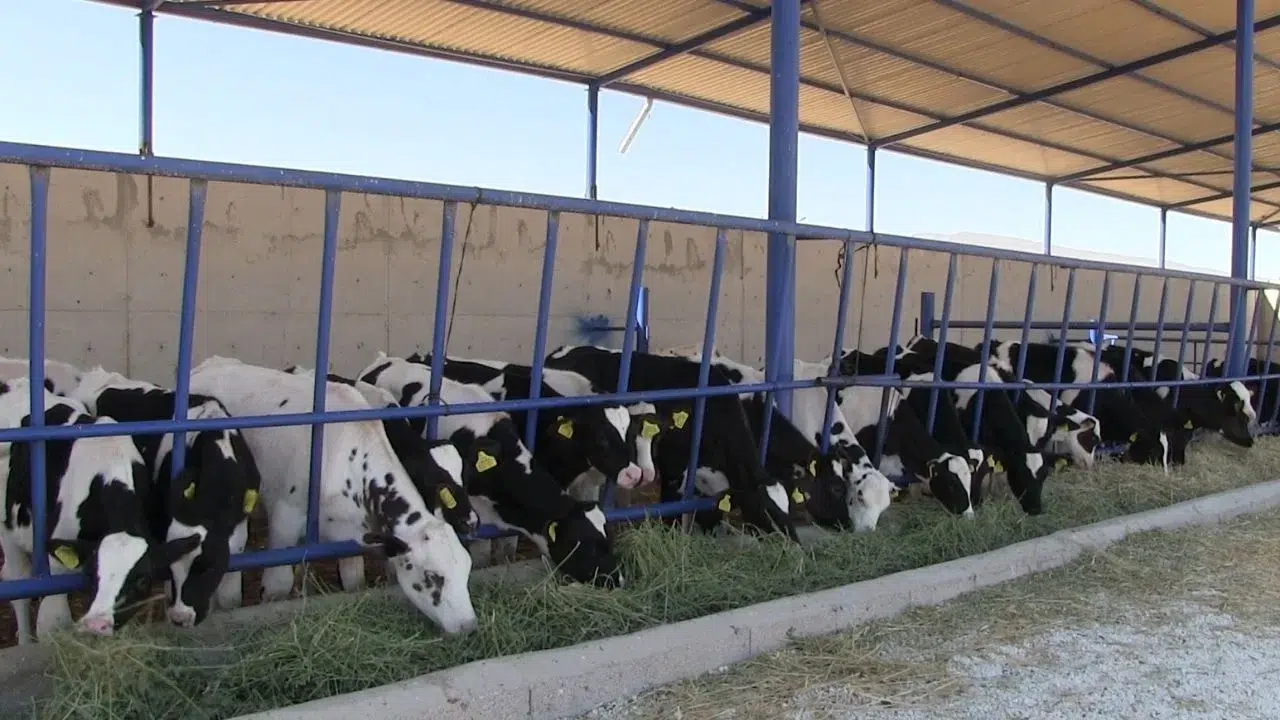 Niğde Kiledere'de büyükbaş hayvanlarda şap alarmı : Bölge karantinaya alındı