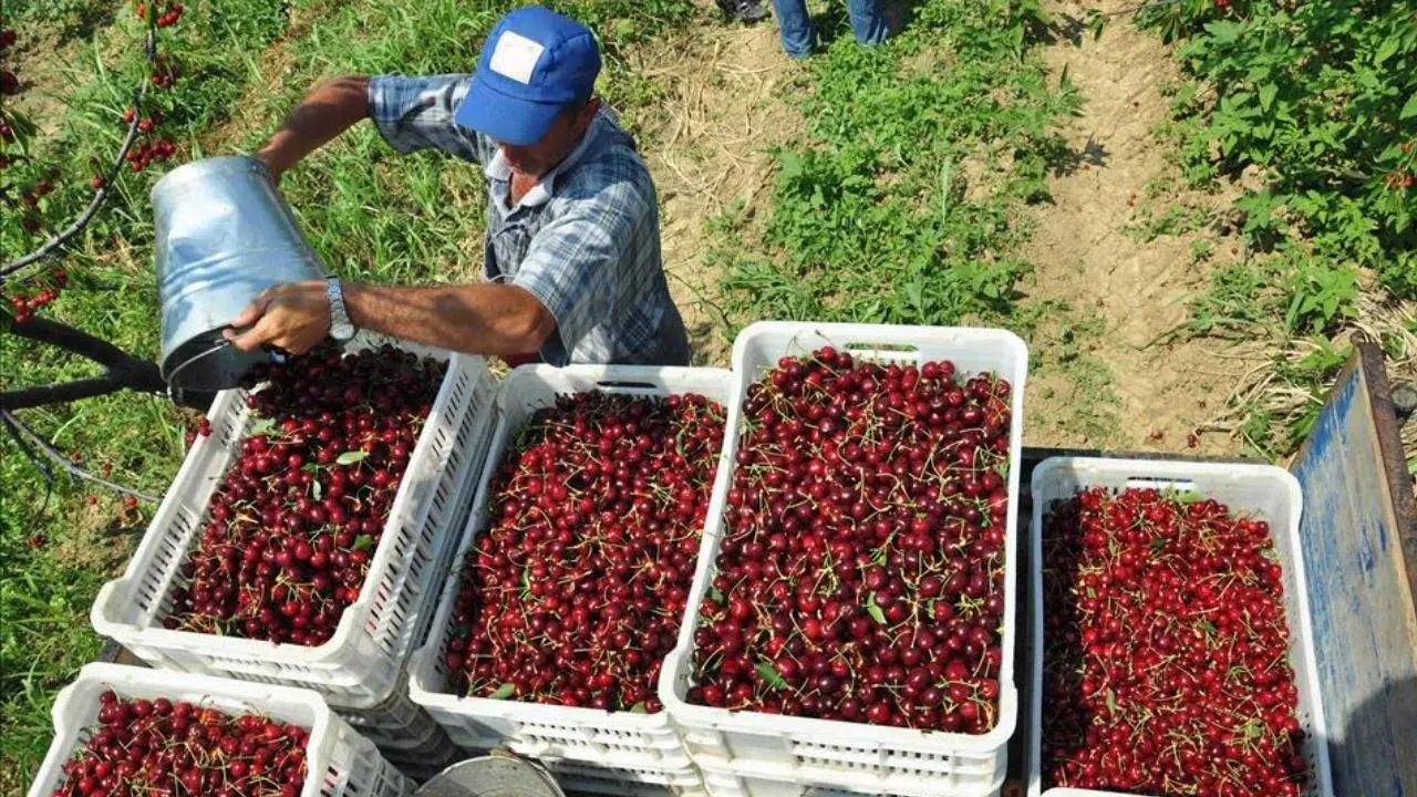 Afyonkarahisar’da jeotermal serada kiraz hasadı başladı