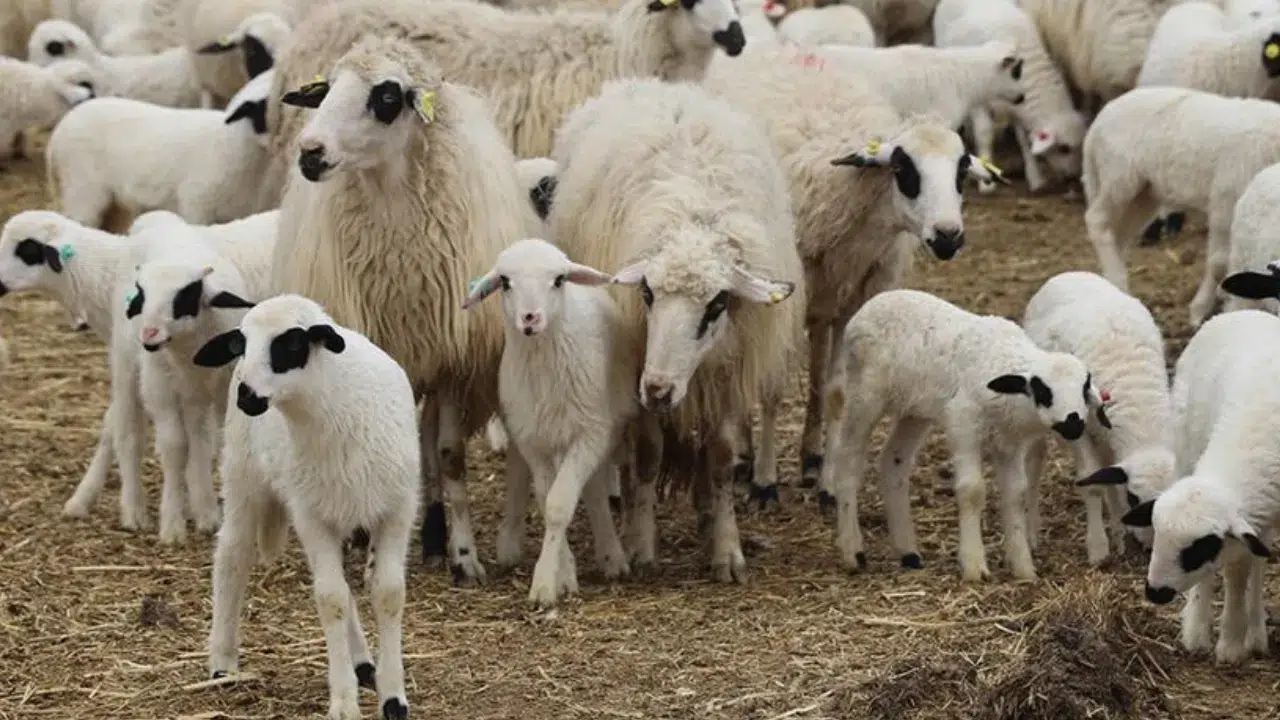 TİGEM'den ihale : 600 reforme küçükbaş hayvan satacak