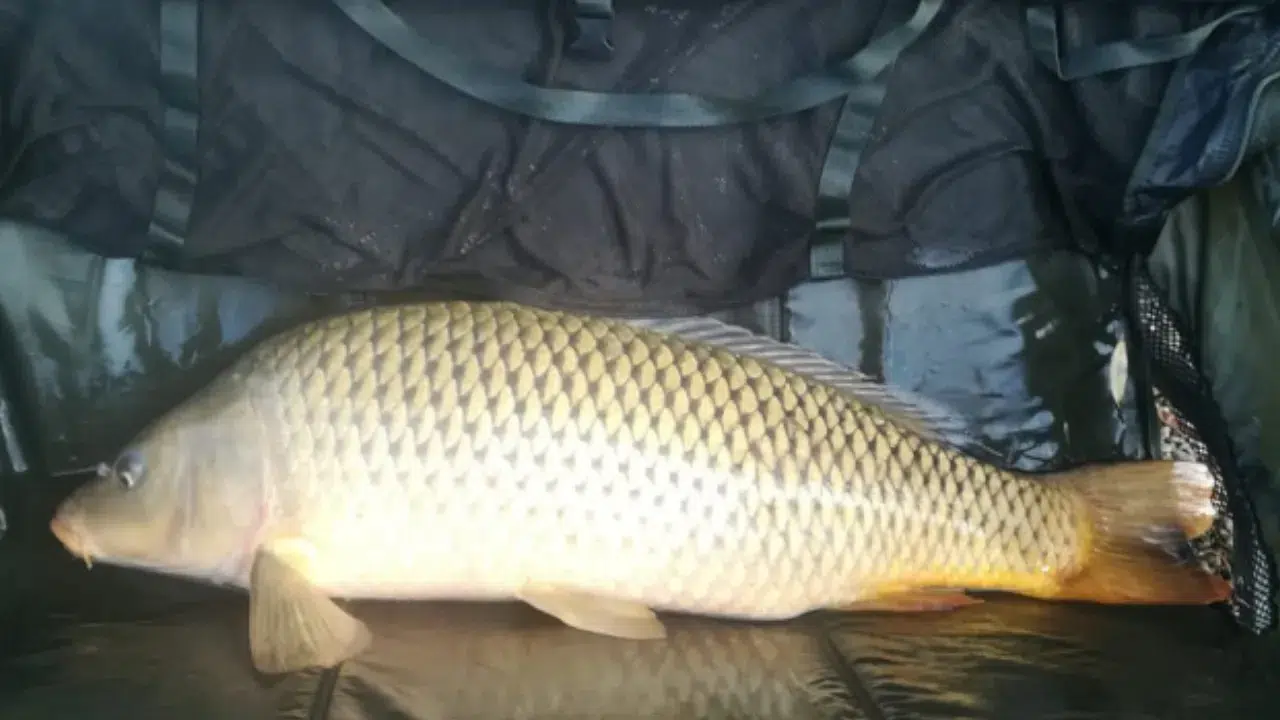 Samsun'da kaçak avcılık : 60 kilo sazan balığı ele geçirildi