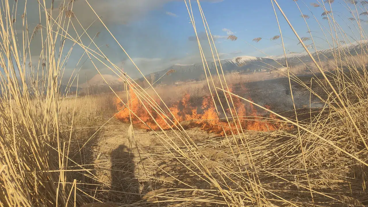 Van Muradiye'de sazlık alanda yangın çıktı