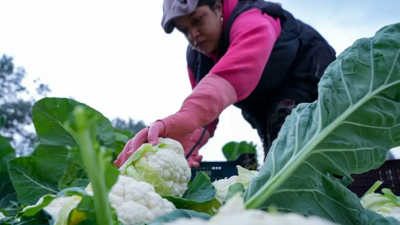 Çiftçilere tarımsal destek ödemesi bugün yapılacak