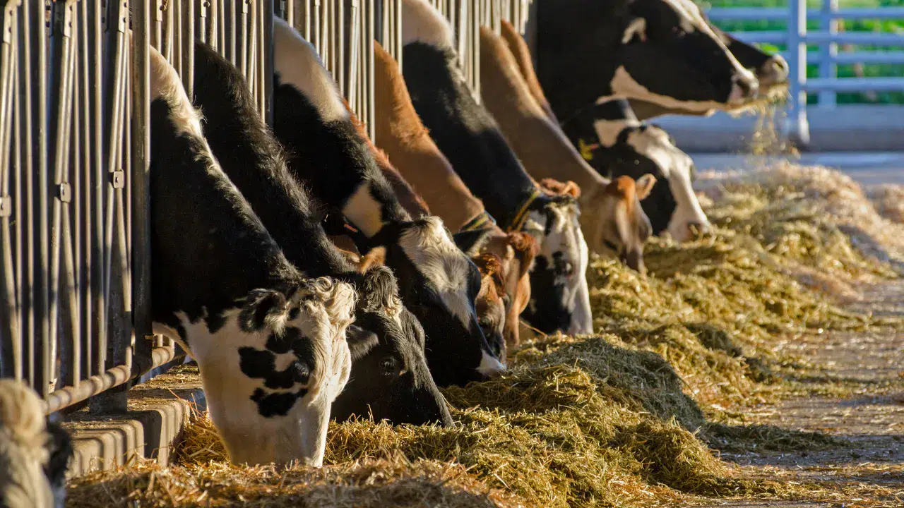 Şubat 2026 süt üretim verileri açıklandı : Süt miktarı geriledi, yoğurt ve ayran üretimi arttı