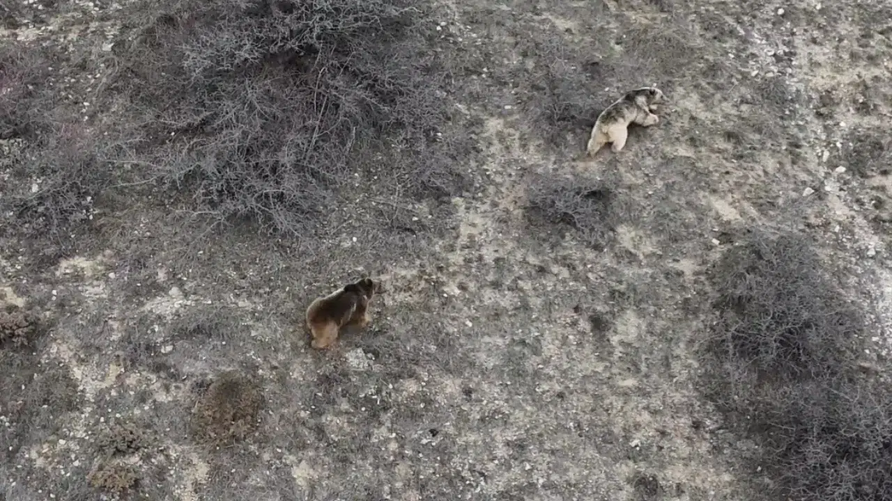 Erzincan'da ayılar kış uykusundan uyandı