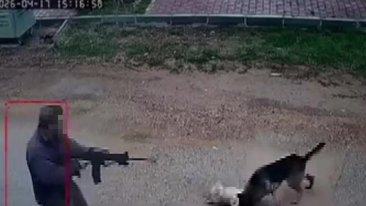 Antalya'da bir şahıs kavga eden sokak köpeklerine ateş açtı