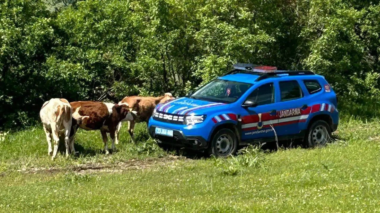 Elazığ'da kayıp inekler dron ile bulundu