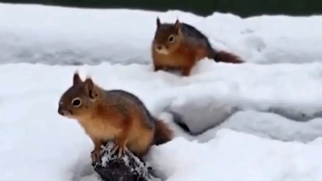 Bolu’da sincapların karla oyunu kamerada