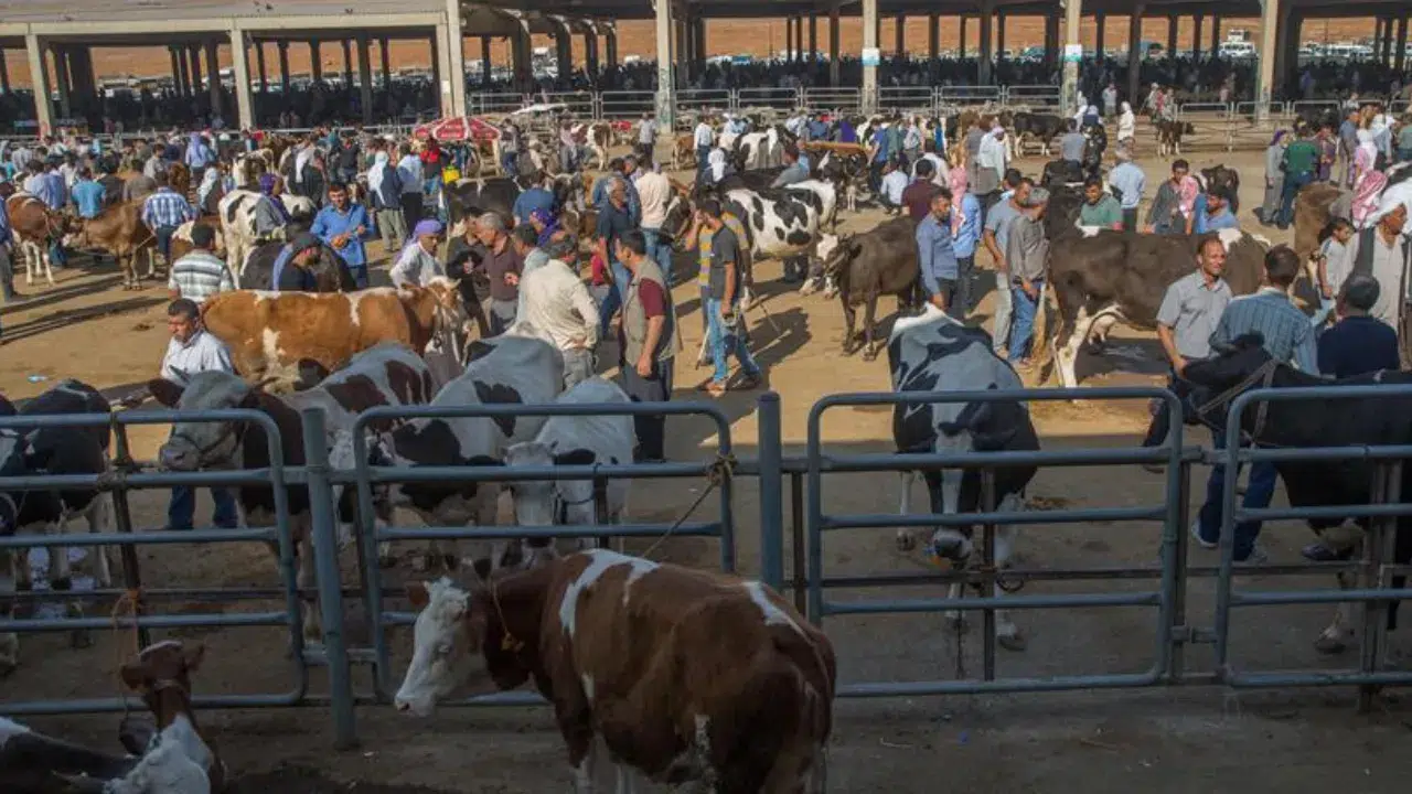 Kars'ta hayvan pazarlarında hareketlilik