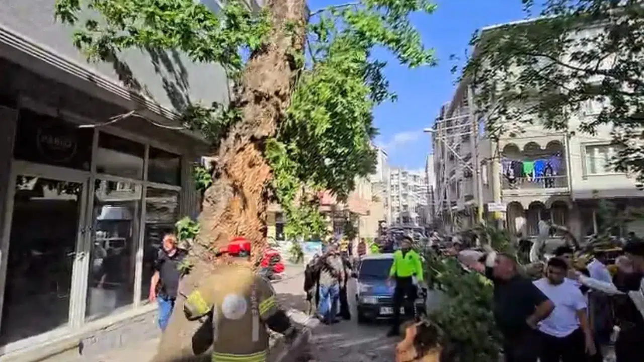 Bursa'da seyir halindeki araçların üzerine ağaç devrildi : 1 yaralı