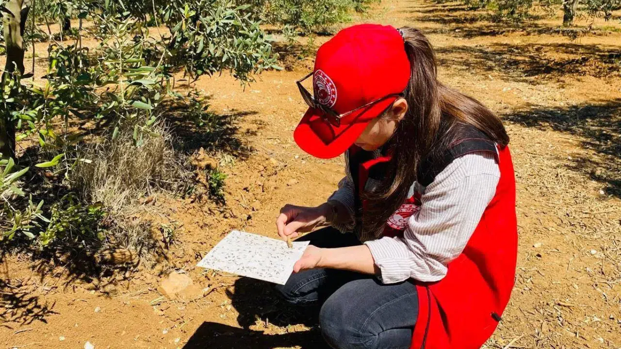 Salihli’de zeytin üreticilerine kritik uyarı : Halkalı leke hastalığına karşı ilaçlama zamanı