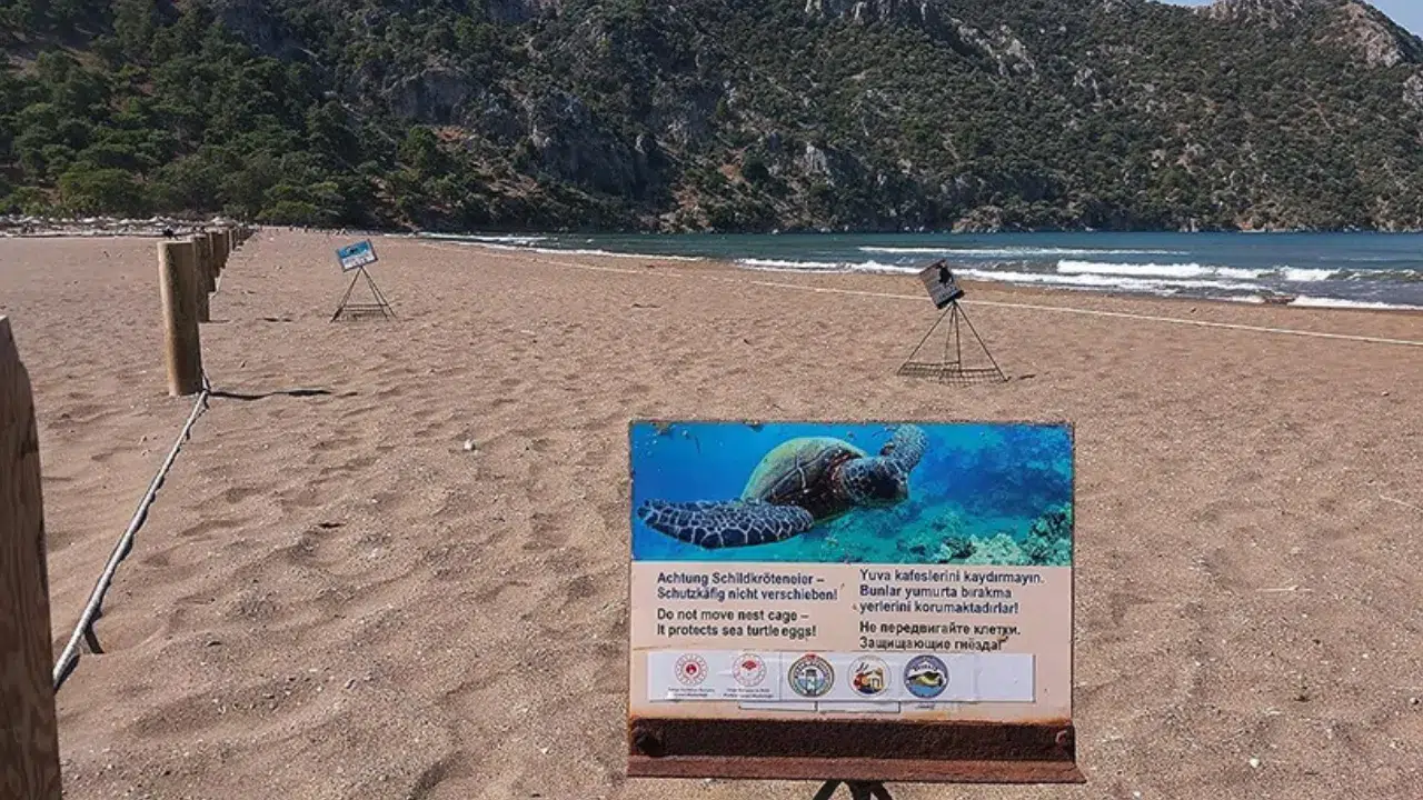 Muğla İztuzu Sahili'nde caretta yuvaları 21'e yükseldi