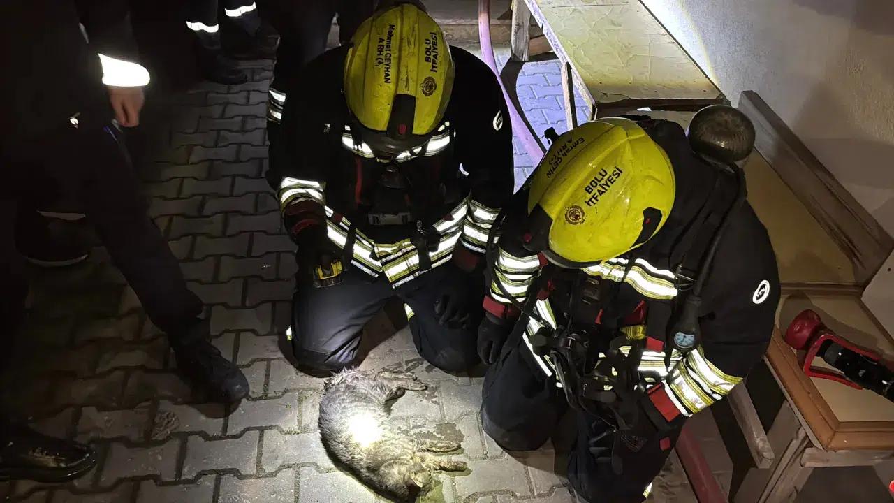 Bolu'da apartman dairesinde yangın çıktı : Kedi telef oldu