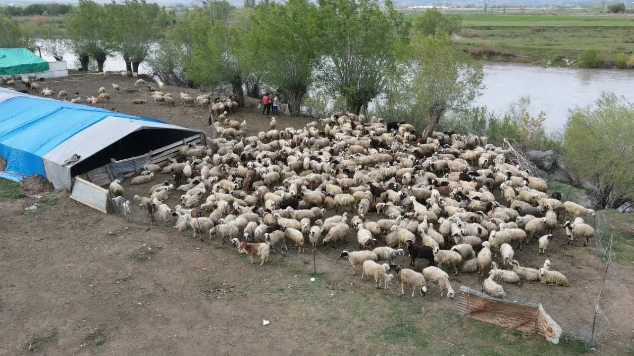 Erzincan'da yeni uygulama : Afgan çobanlar göreve başladı