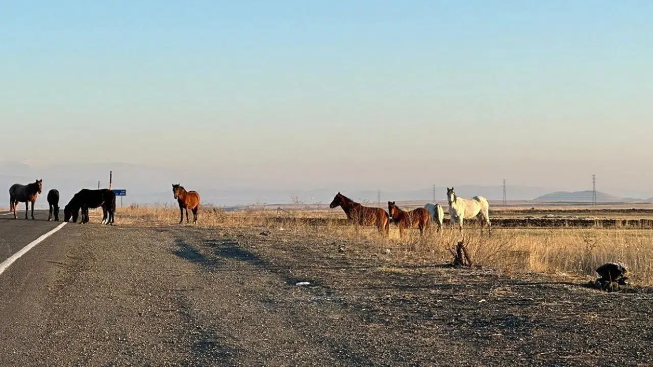 Tekirdağ Çerkezköy’de zincirleme kaza : Yola çıkan atlar trafiği birbirine kattı !